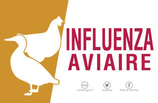 Règlement du niveau de risque Influenza aviaire